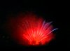 Fireworks_0064a.JPG