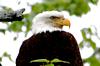 DSC_0040a5.jpg