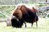 DSC_0061b.jpg