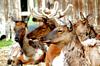 DSC_0071a.jpg