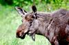 DSC_0116a4.jpg