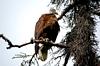 DSC_0133a4.jpg