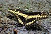 CR1_0169a.jpg