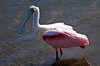 FL1_284a.jpg