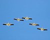 FLA_0175a.jpg