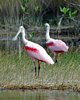 FLA_0214a.jpg