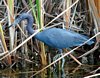 FLA_0284a.jpg