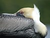 FLA_0355a.jpg