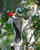 FLA_0580a.jpg
