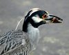 FLA_0780a.jpg