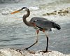 FLA_0890a.jpg