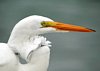 FLA_0919a.jpg