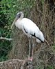 FLA_0943a.jpg