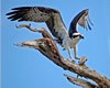 FLA_1008a.jpg