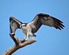 FLA_1025a.jpg