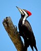 FLA_1067a.jpg