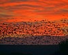 NM1_0115a.jpg