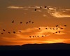 NM1_0238a.jpg
