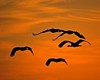 NM1_0478a.jpg