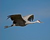 NM1_0789a.jpg