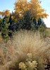 NM1_0938a.jpg