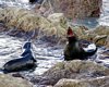 NZ1_0220a.jpg