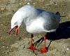 NZ2_0153a.jpg